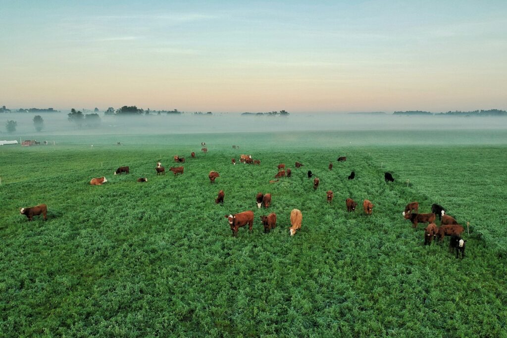 Cows in a Field